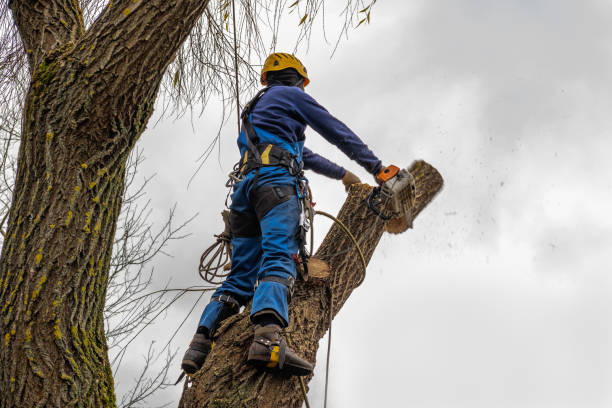 Kiryas Joel, NY Tree Removal Company