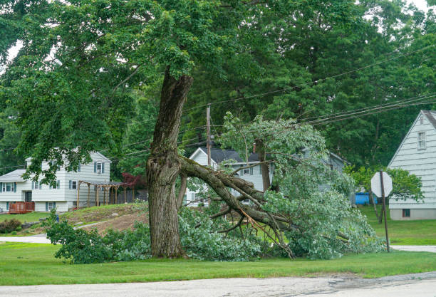 Best Tree Risk Assessment  in Kiryas Joel, NY